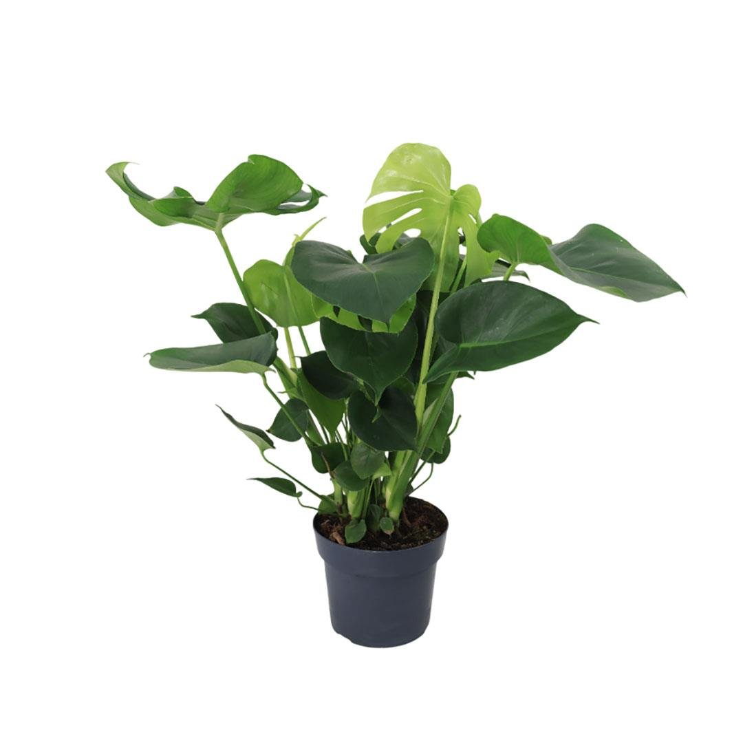 Deve Tabanı Bitkisi 60-80 Cm