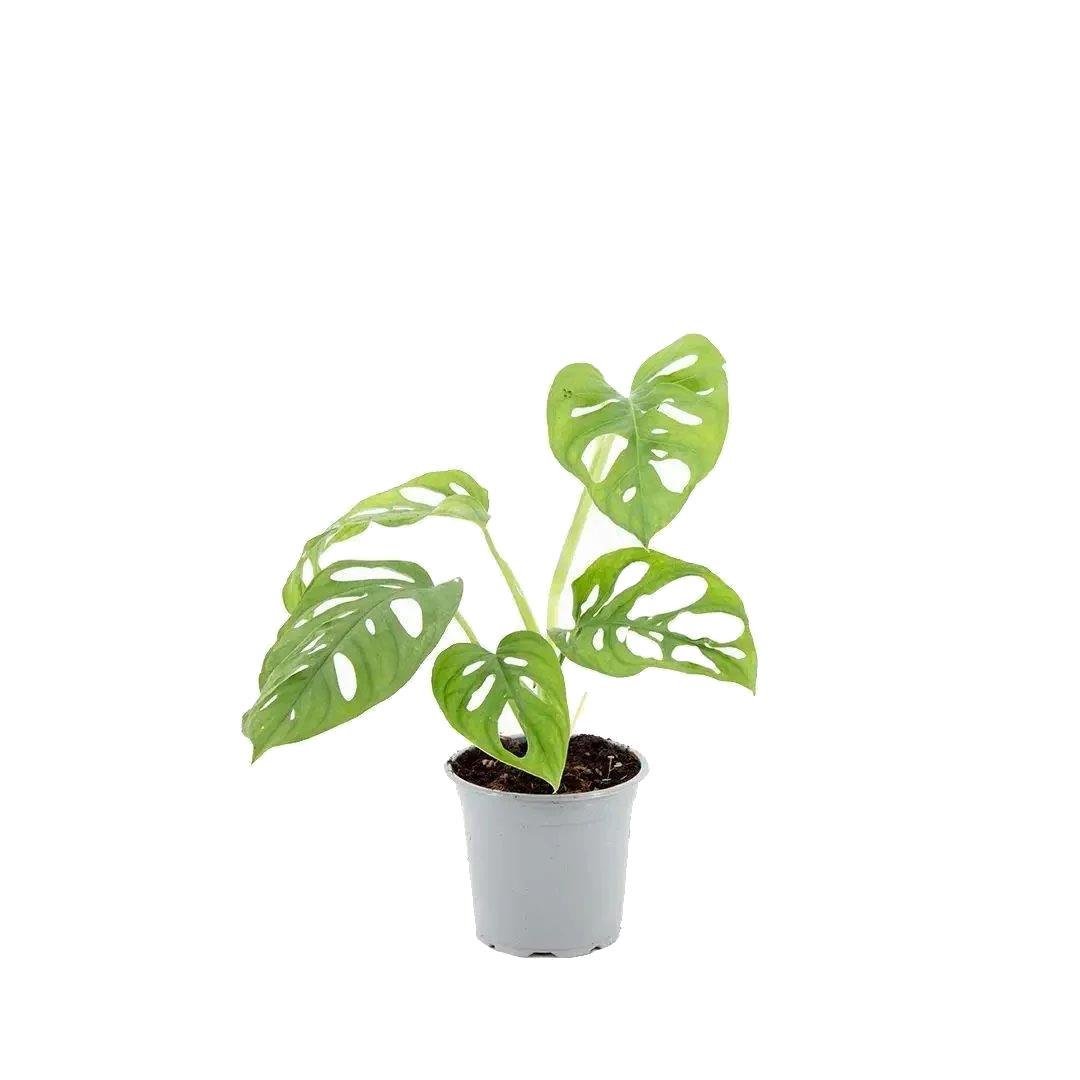 Deve Tabanı Monkey 30-40 Cm 15 Çap