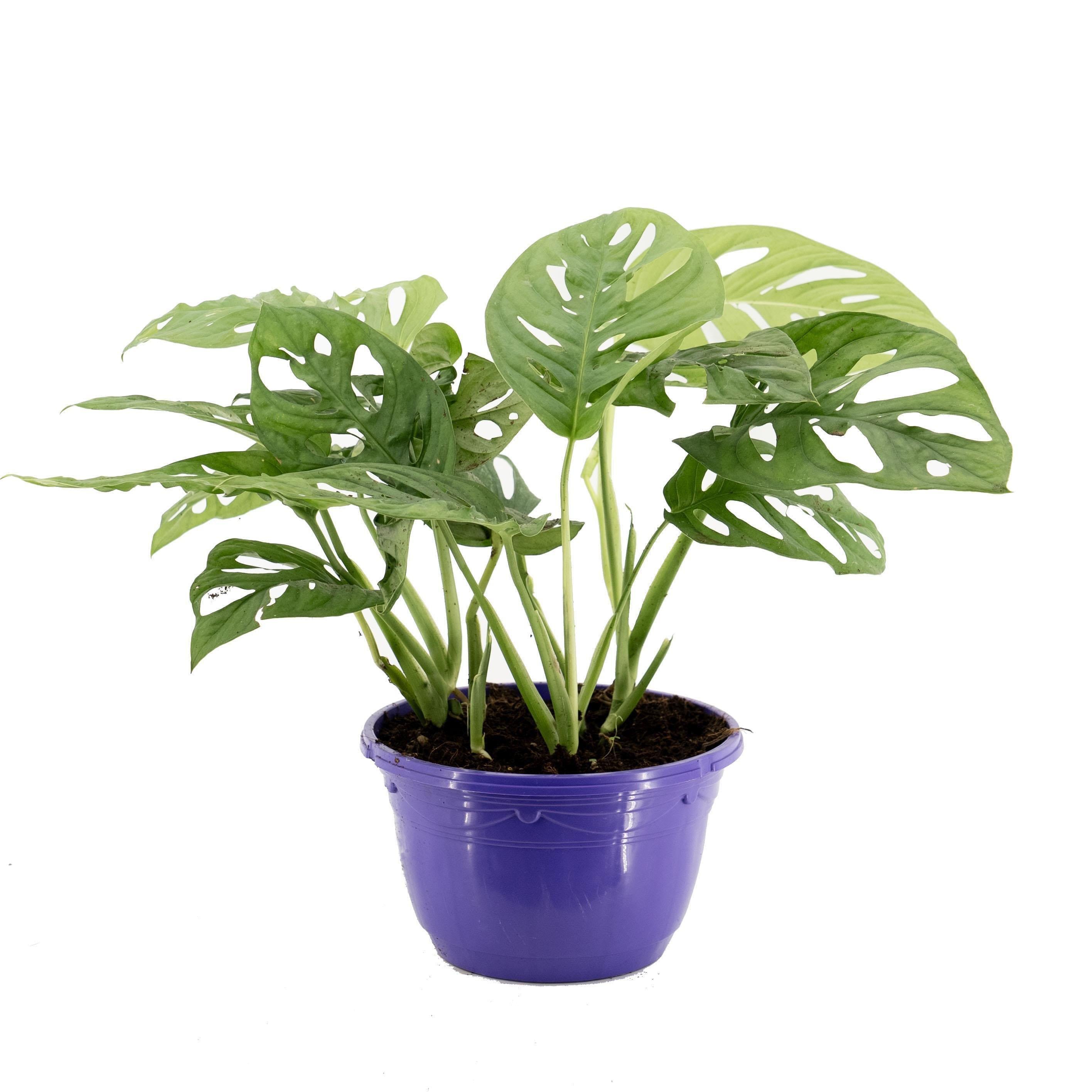 Deve Tabanı Monkey 30-40 Cm 19 Çap