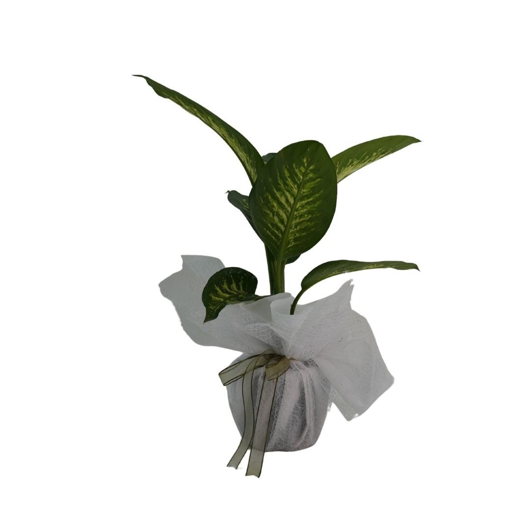 Dieffenbachia Tropic Snow