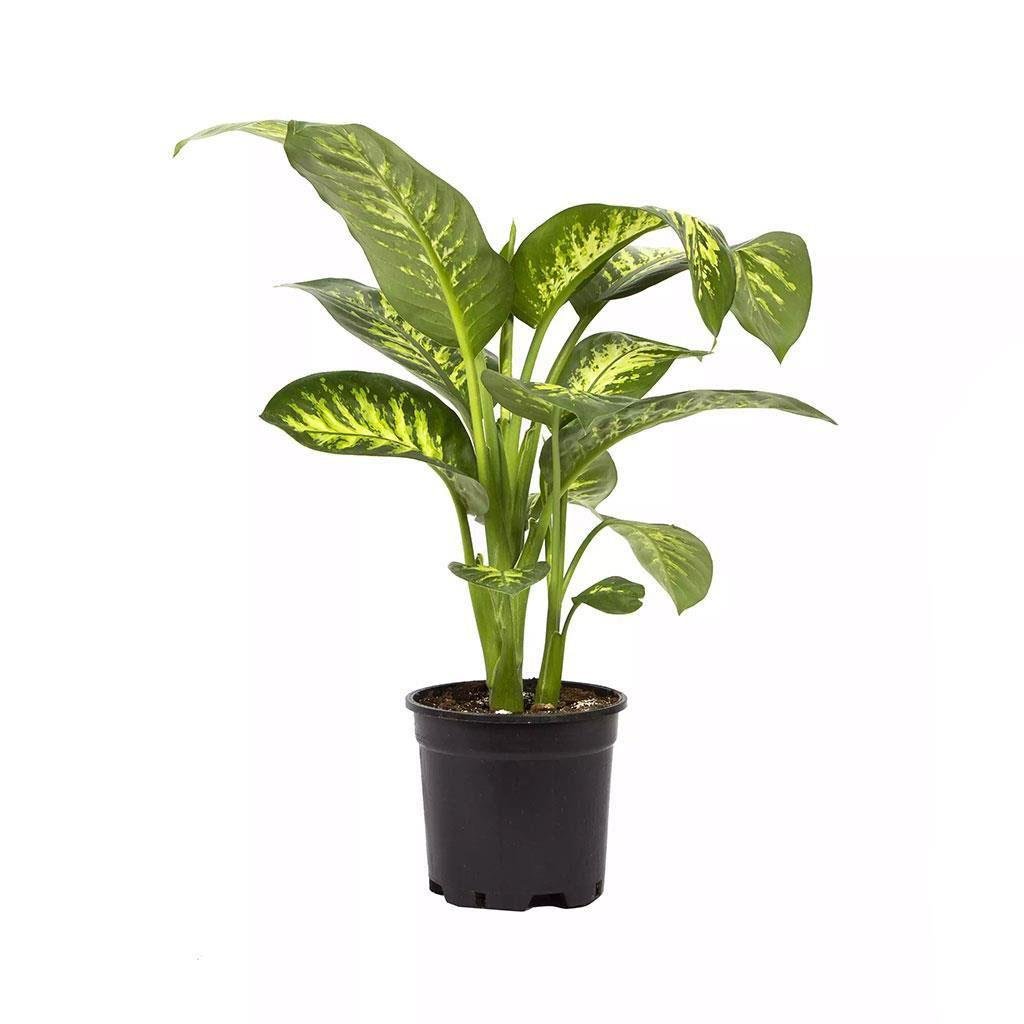 Difenbahya (Dieffanbachia Tropik Snow) 60-80 Cm Yeşil