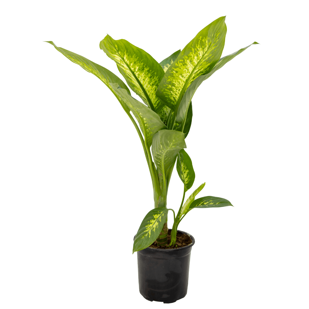 Difenbahya (Dieffenbachia Tropic Snow) 80-100 Cm