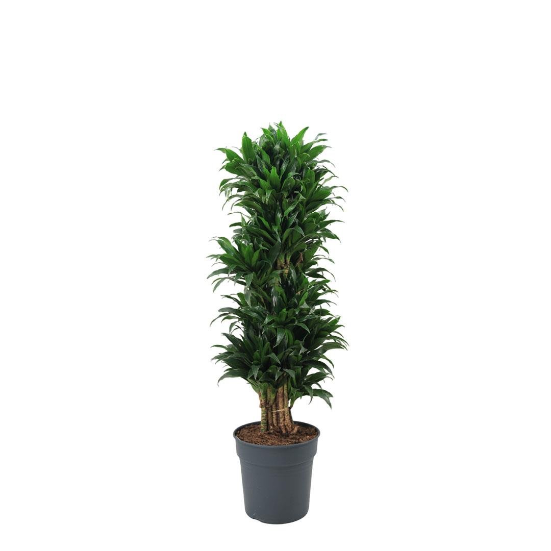 Dracaena Compacta Bitkisi 110-130 Cm