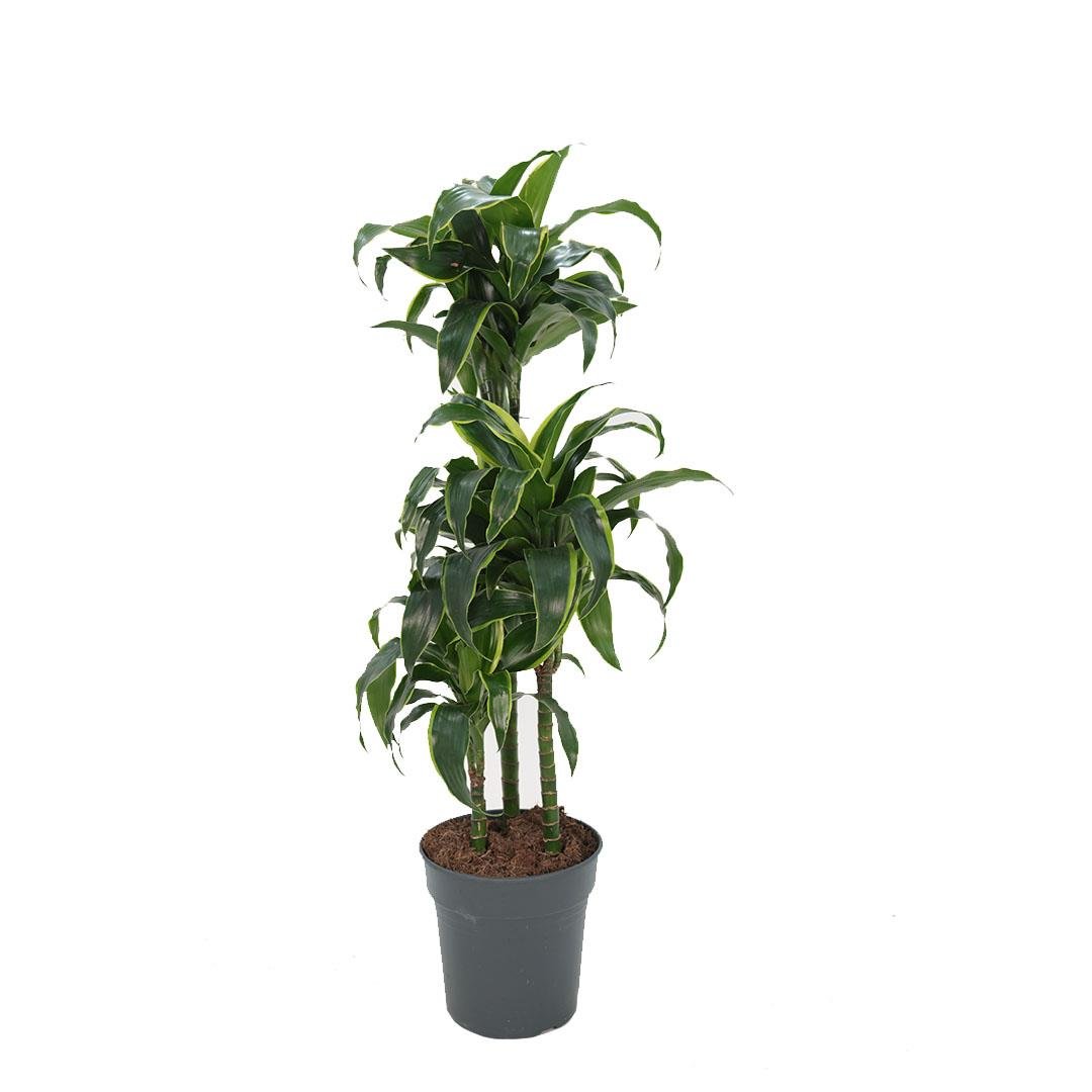 Dracaena Compacta Dorado Yeşil