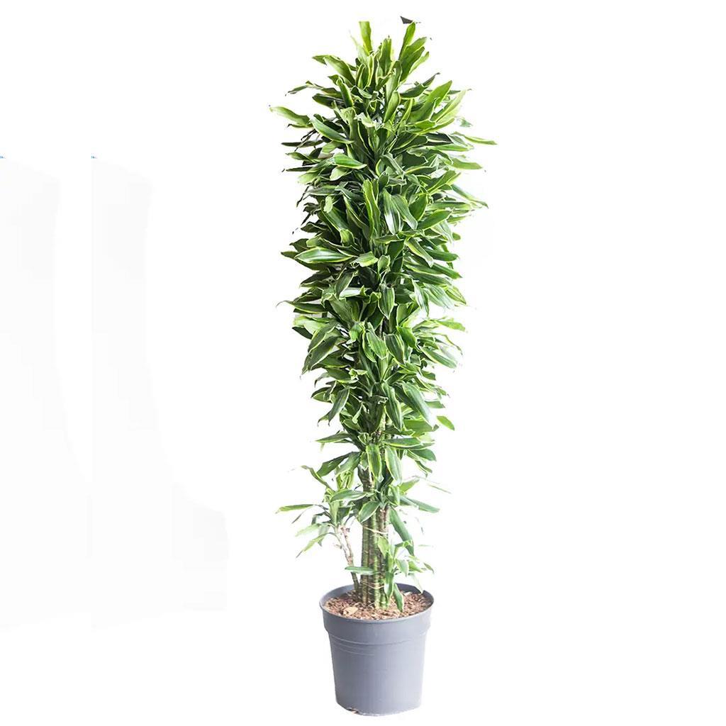 dracaena-gold-coast-vertakt-bitkisi-ca-b0d4ac.jpg