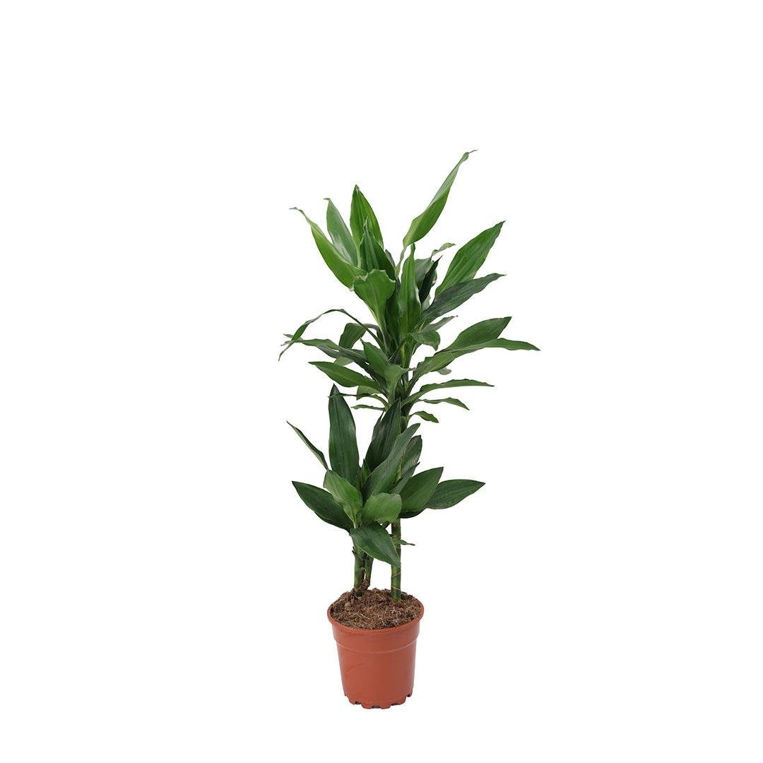 Dracaena Janet Lind Bitkisi 60-80 Cm