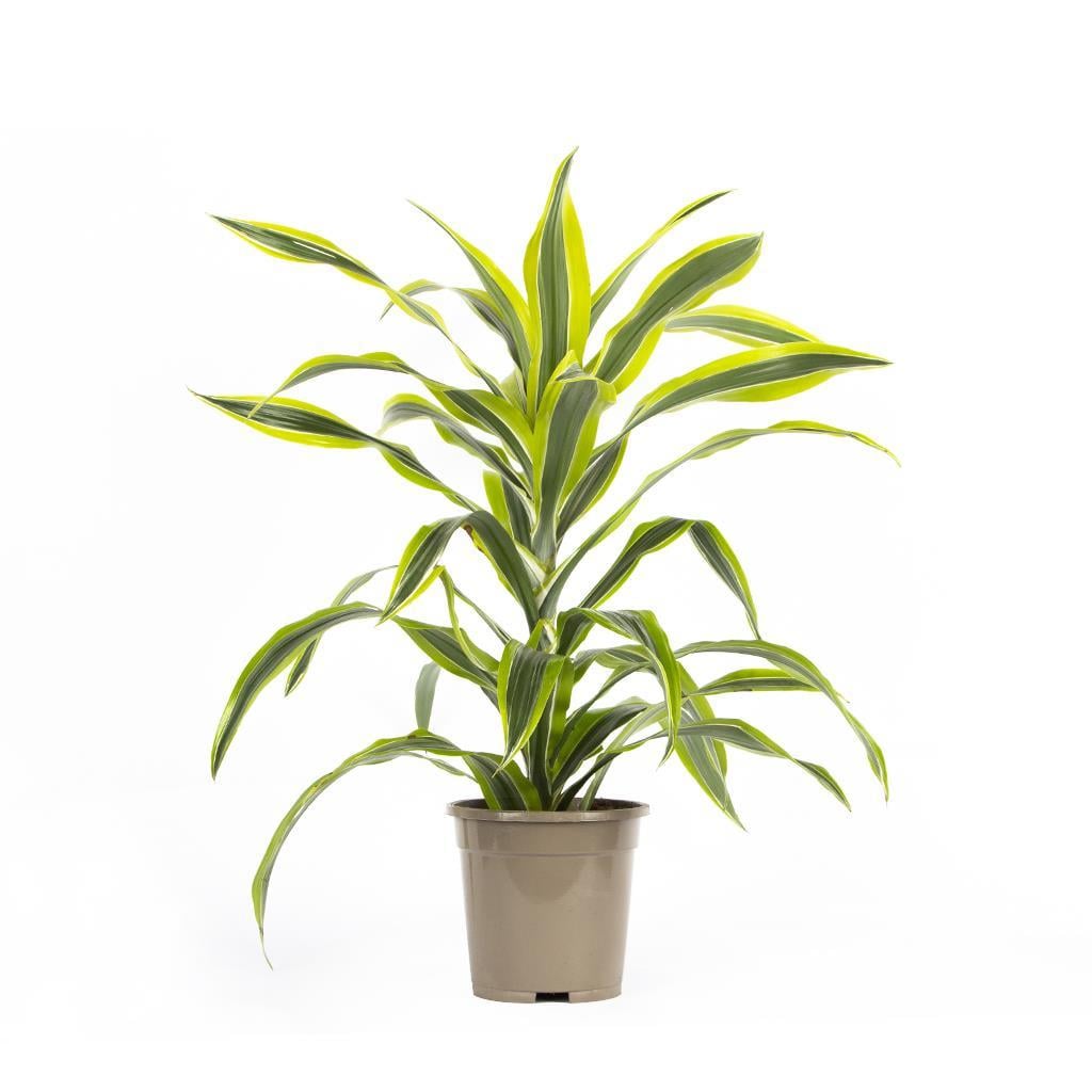 dracaena-lemon-lime--4fdb-.jpg