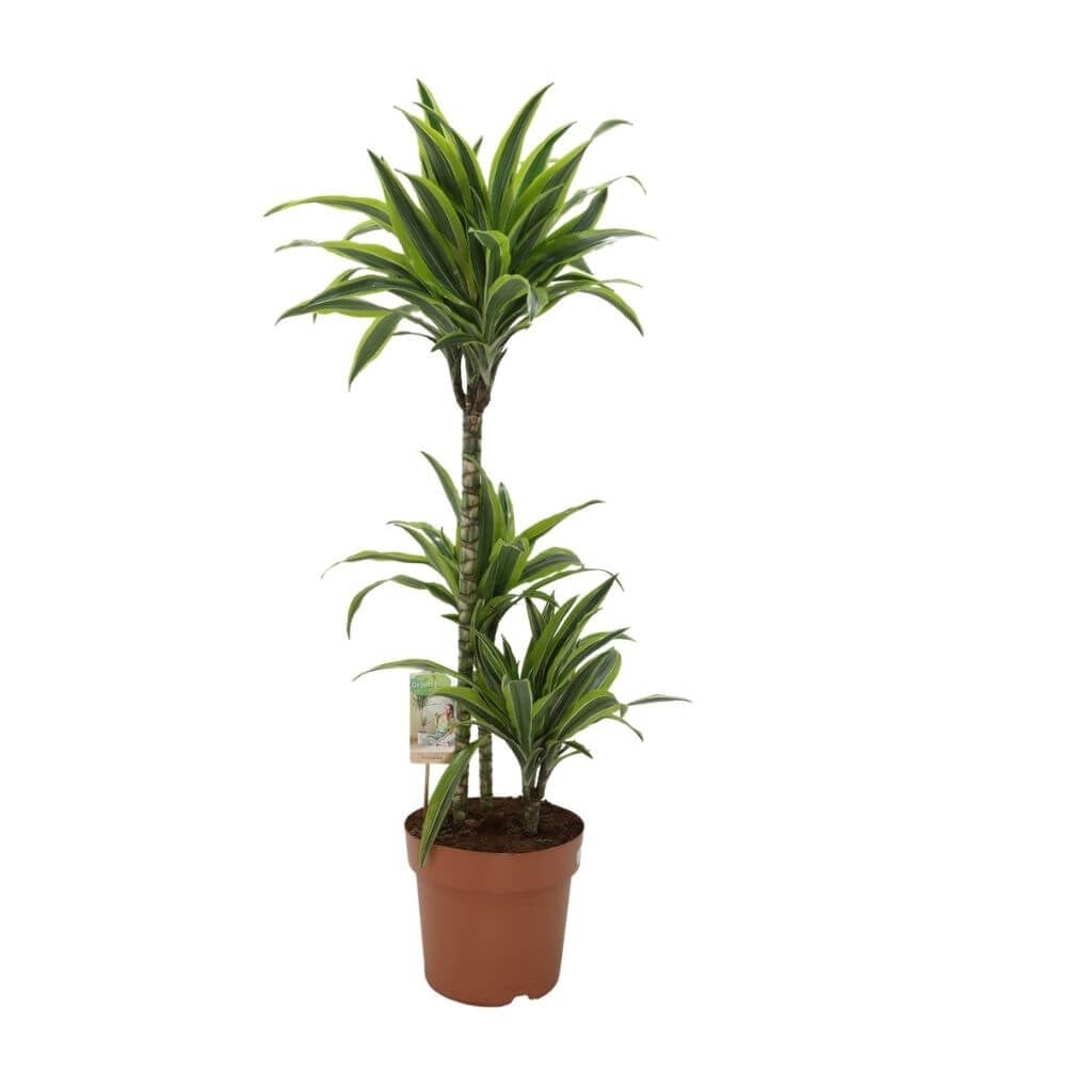 Dracaena Lemon Lime 120-140 CM