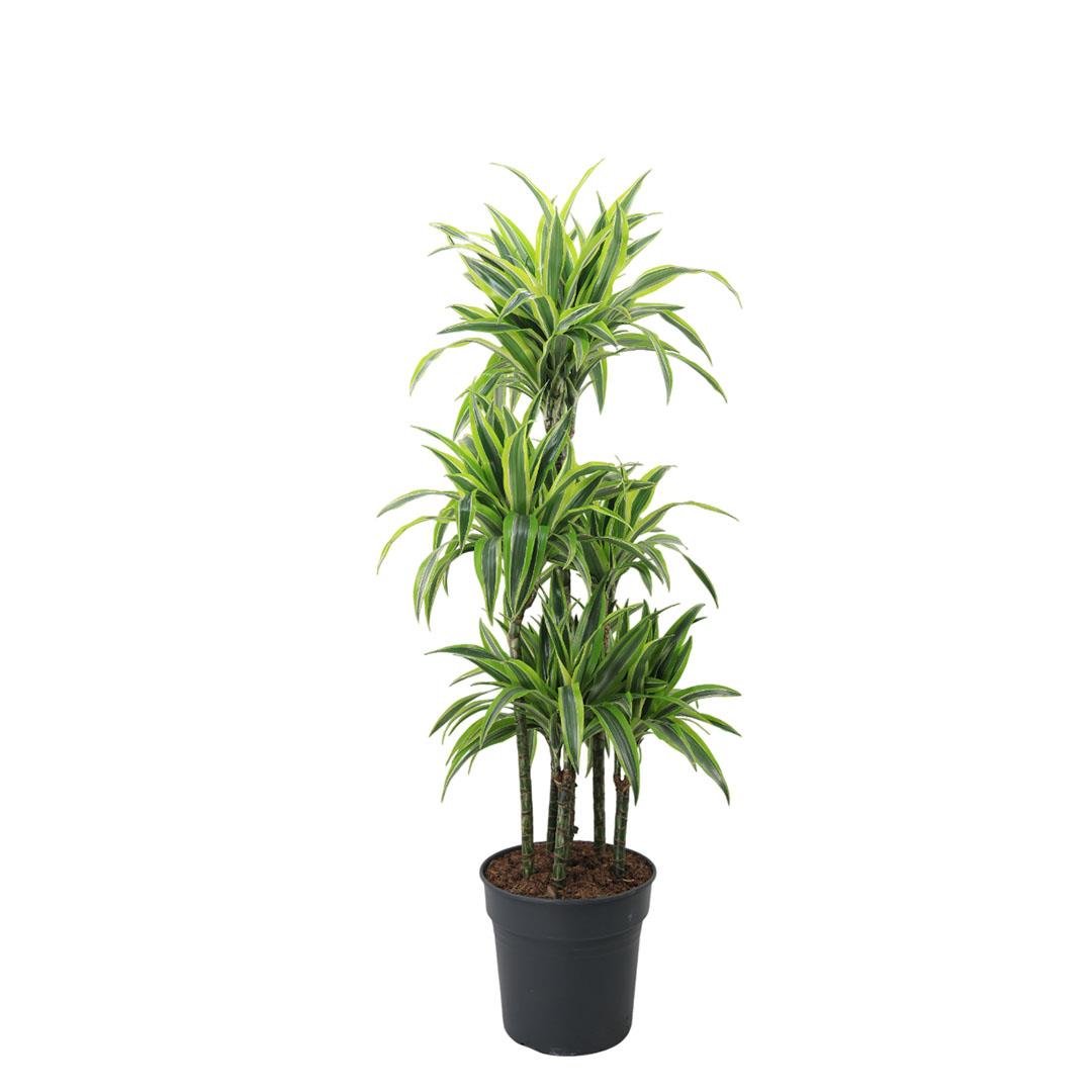 Dracaena Lemon Lime Carrousel Çiçeği 120-140 Cm