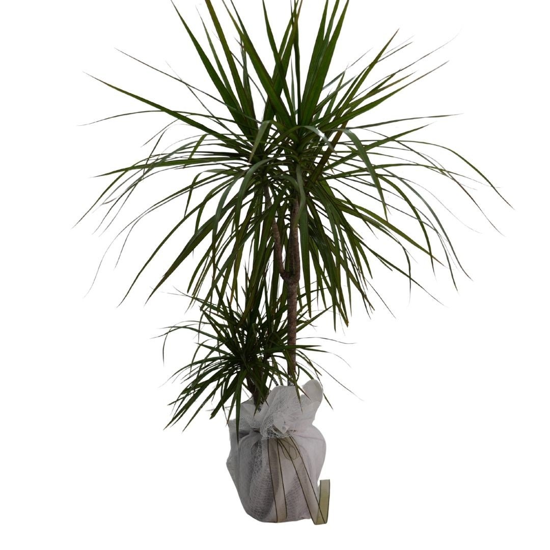 Dracaena Marginata 2 Gövdeli Yeşil