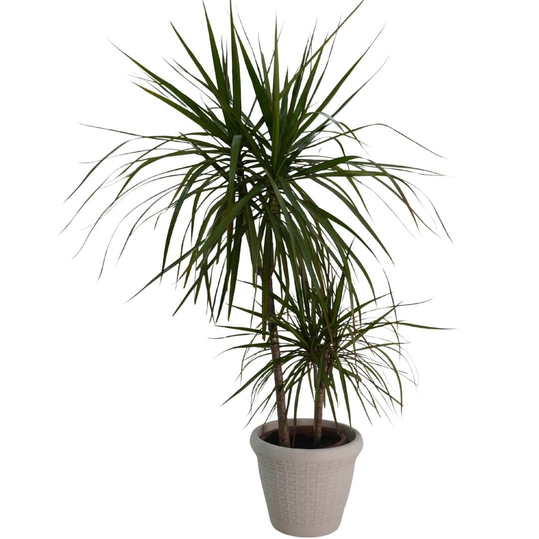 Dracaena Marginata 2 Gövdeli Yeşil