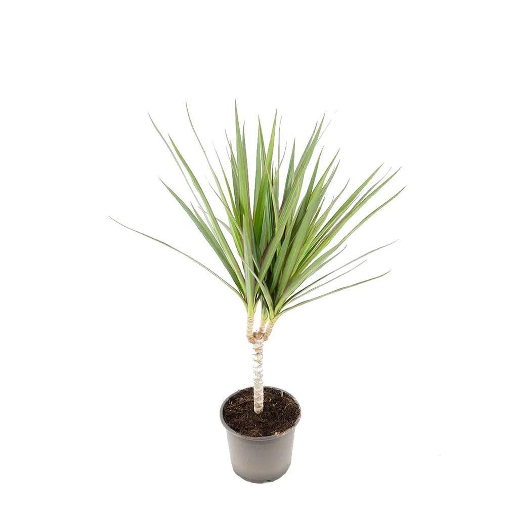 dracaena-marginata-tekli-340574.jpg