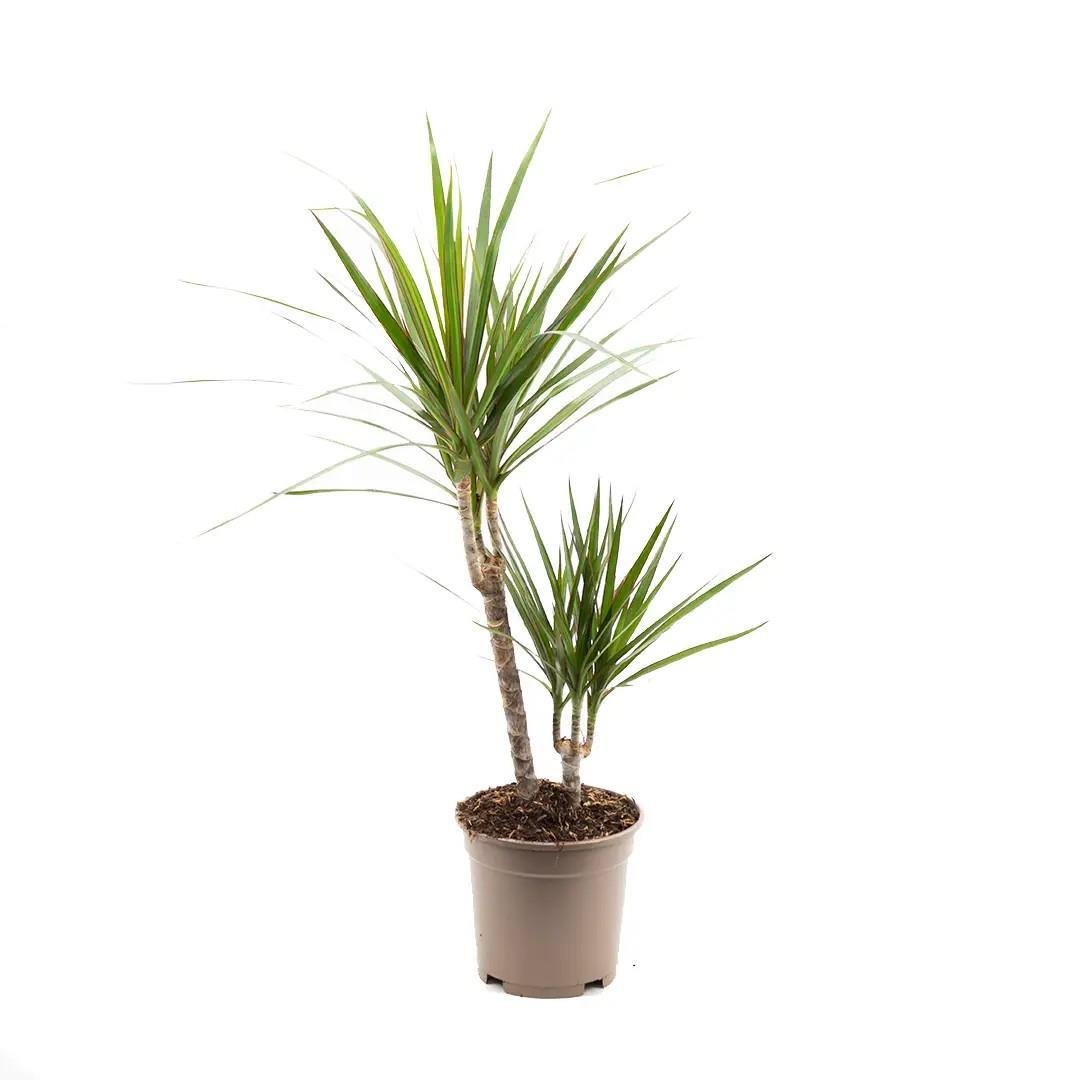 dracaena-mix-bitkisi-88-47a.jpg