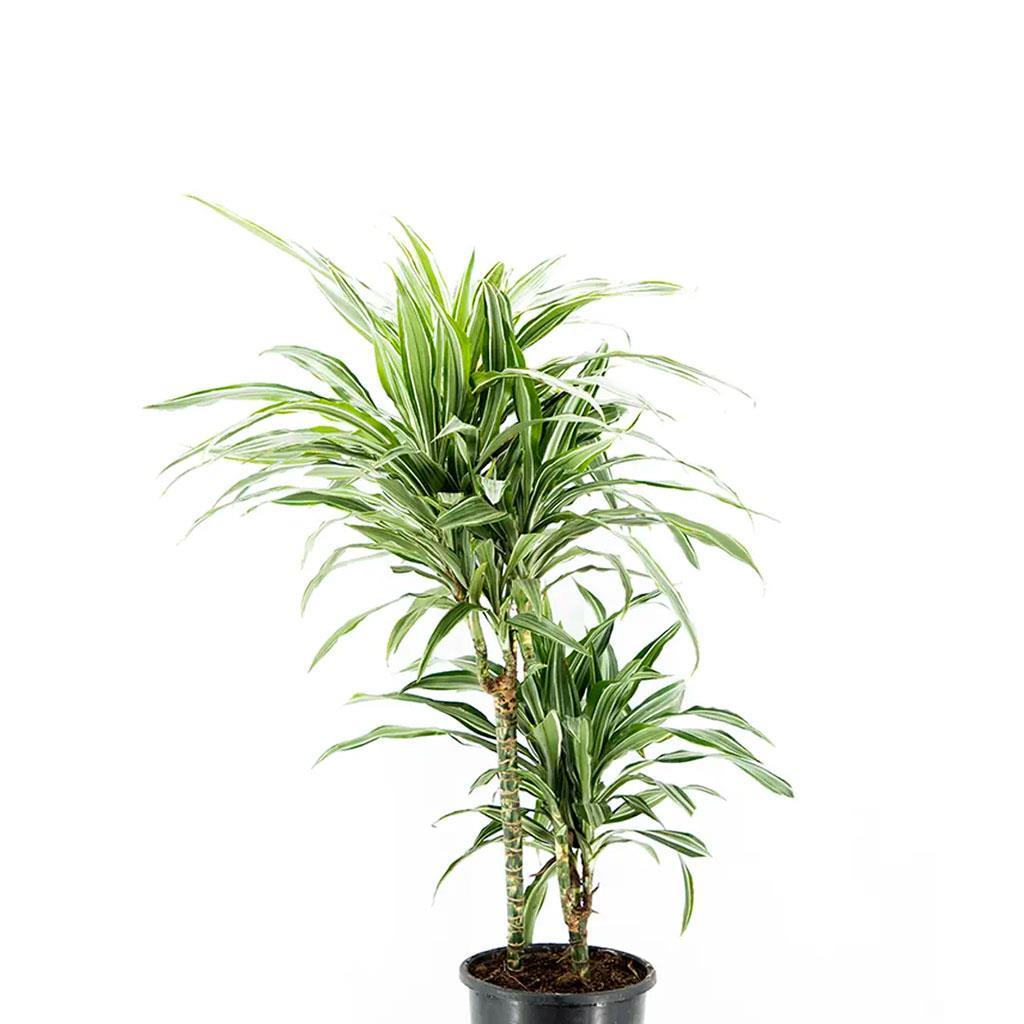 dracaena-warneckei-bitkisi-cap-22-cm-3-36699-.jpg