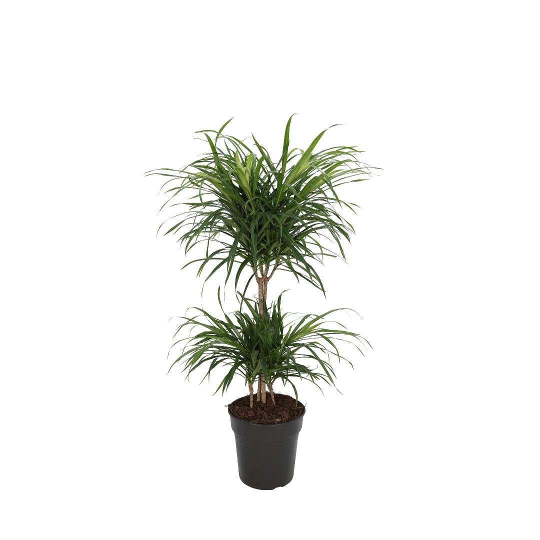Draceana Anita Carrousel 60-80 Cm