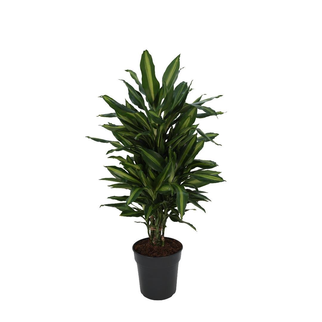 Draceana Cintho 100-120 Cm
