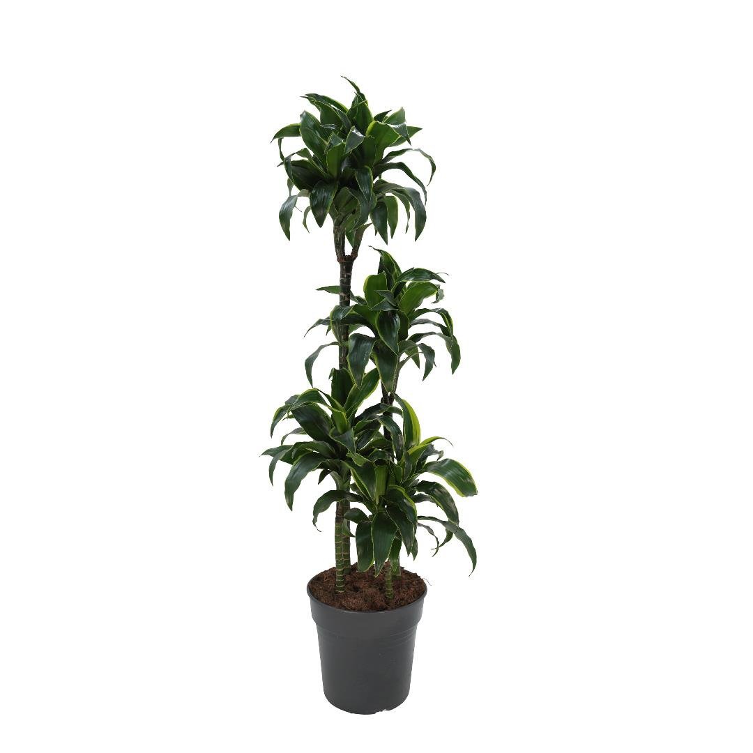 Draceana Dorado 110-130 Cm