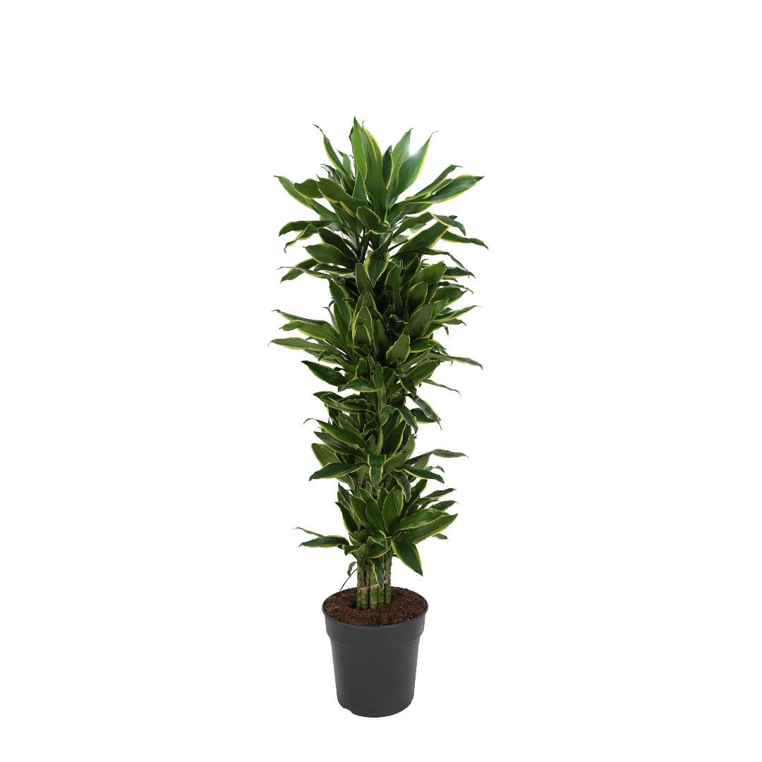Draceana Gold Coast 140-160 Cm