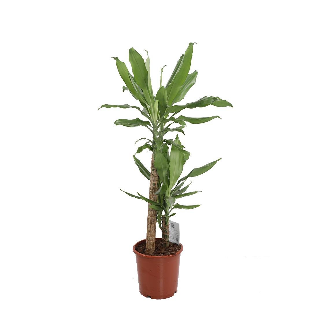 Drs. Frag Steudneri Bitkisi