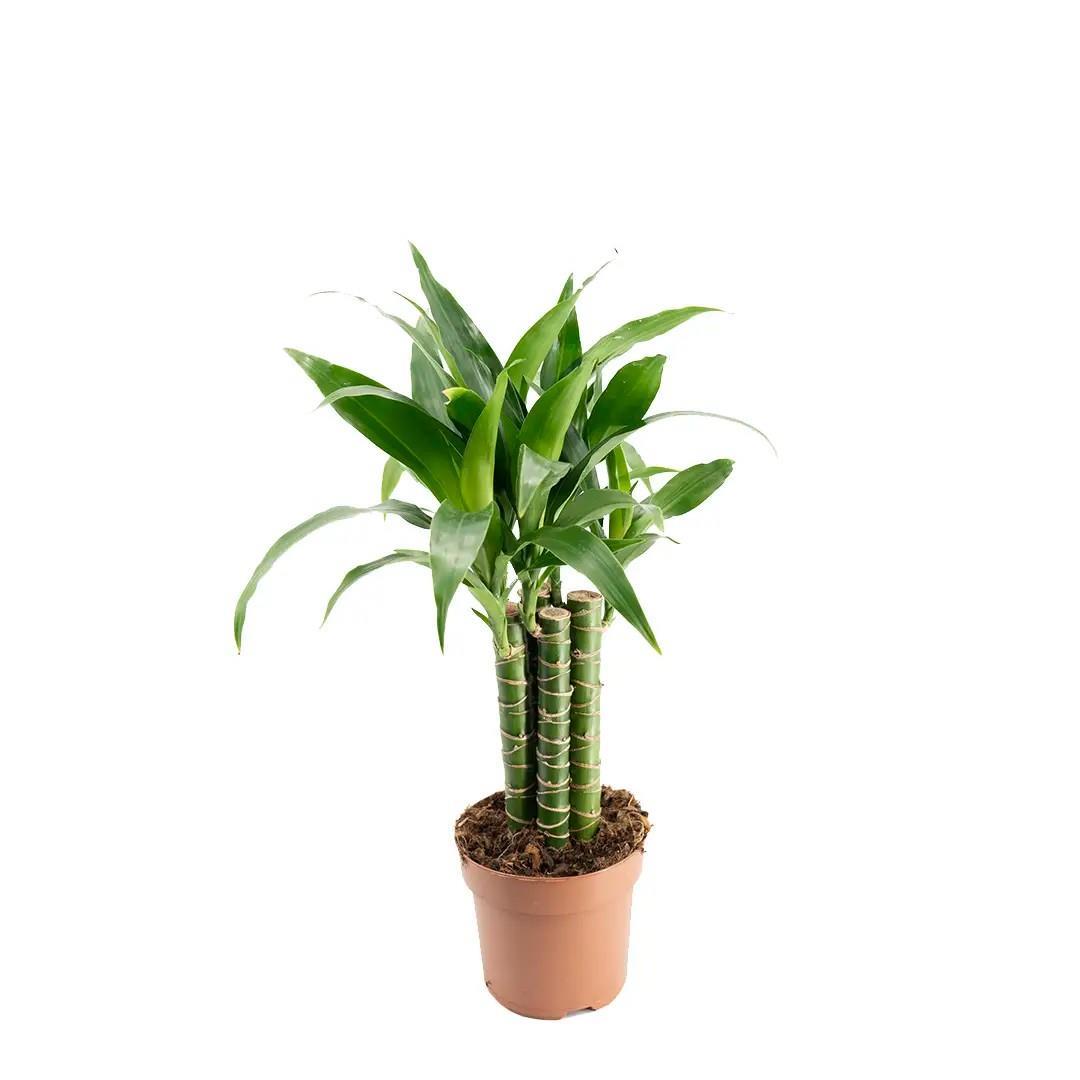 drs-fragrans-overig-50-60-cm--d831a.jpg