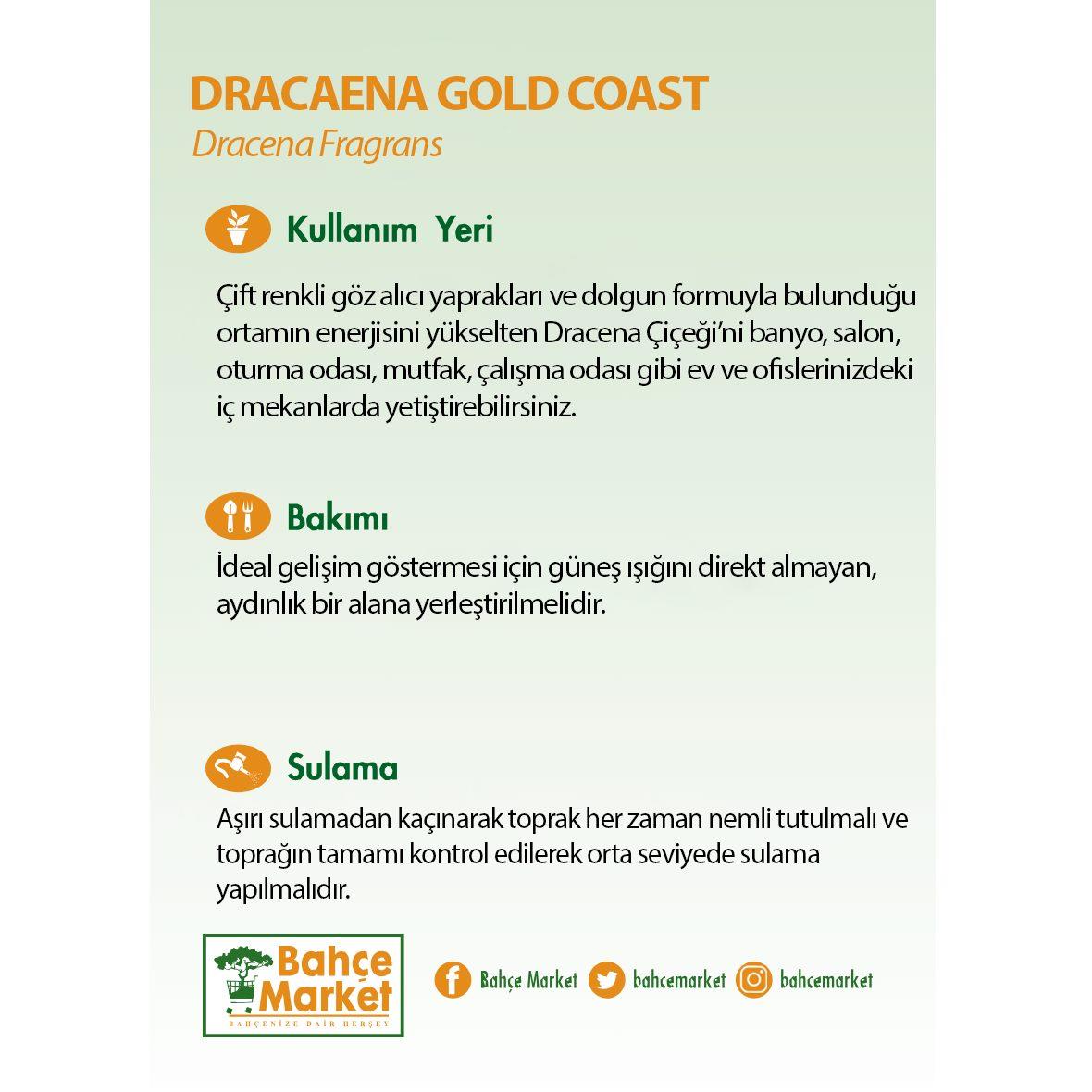 Drs Gold Coast Bitkisi