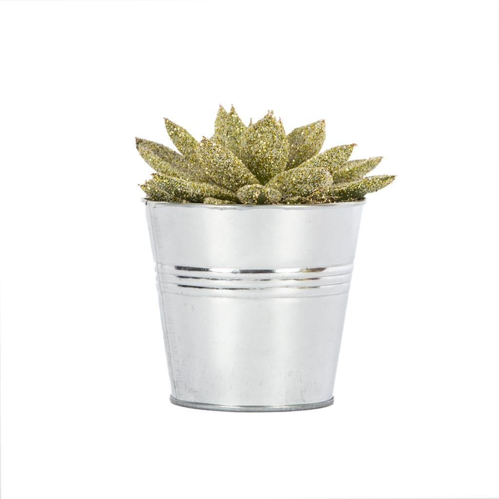 echeveria-10-15-cm-58-4a4.jpg