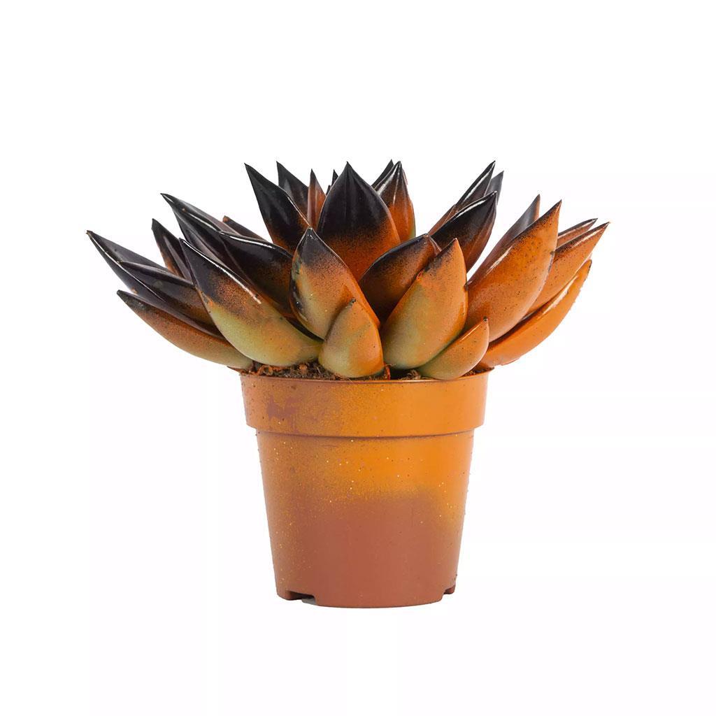 echeveria-5-10-cm-8a823d.jpg