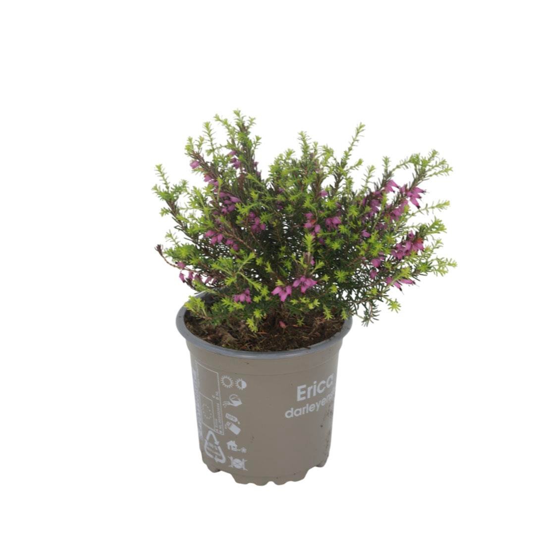 Erica Calluna - Süpürge Çalısı