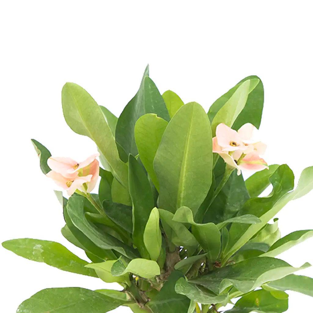euphorbia-mili-dikenler-taci-14-10-20--e59-c5.jpg