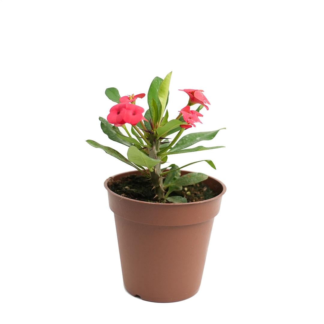 Euphorbia Mili (Dikenler Tacı)