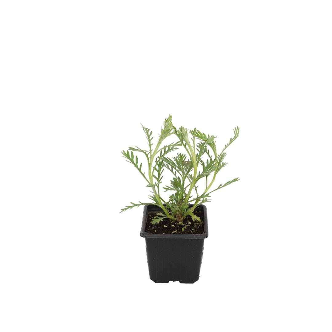 Europs (Sarı Papatya) Çiçeği 5-10 Cm