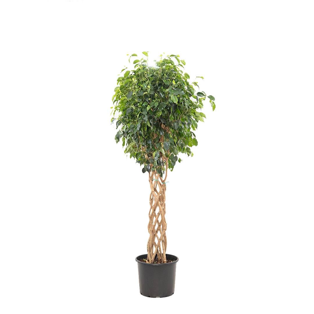 Ficus Benjamin Daniel Sütun 120-140 Cm