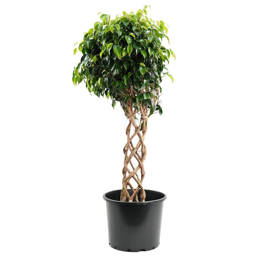 Ficus Benjamin Daniel Sütun
