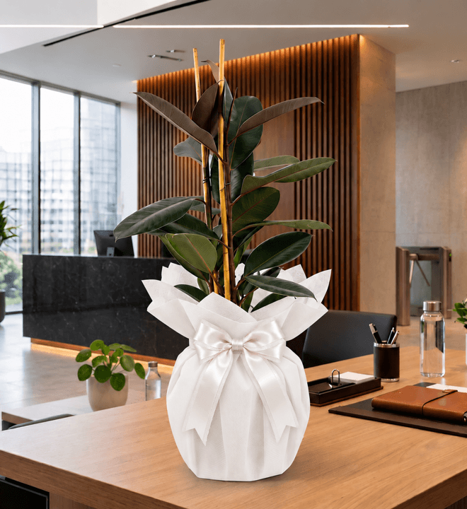 Ficus Elastica 2'li
