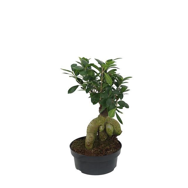 Ficus Gingseng - Bonsai Ağacı 45 cm