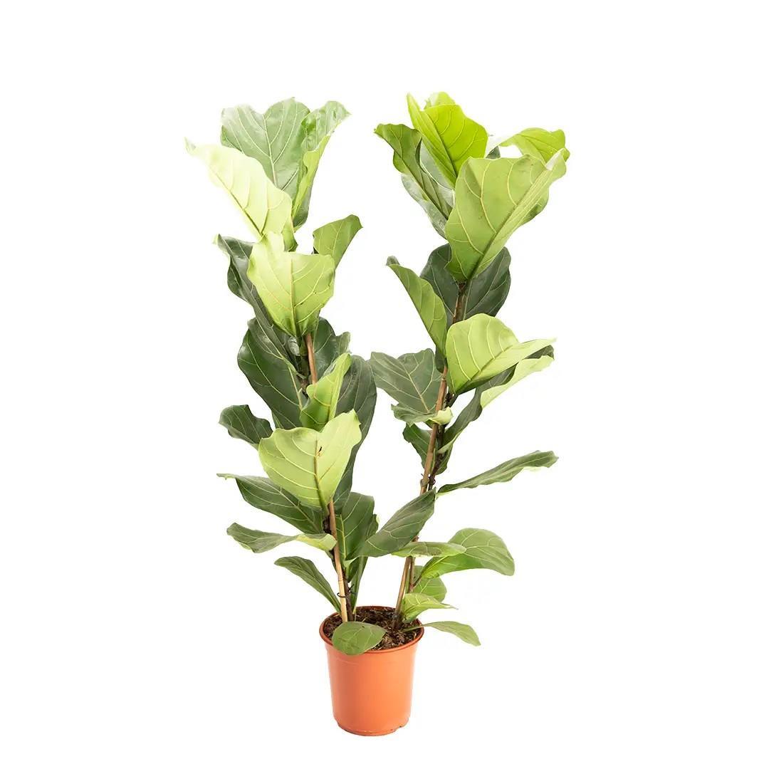 ficus-lyrata-keman-yaprakli-kaucuk-120-a5-c45.jpg