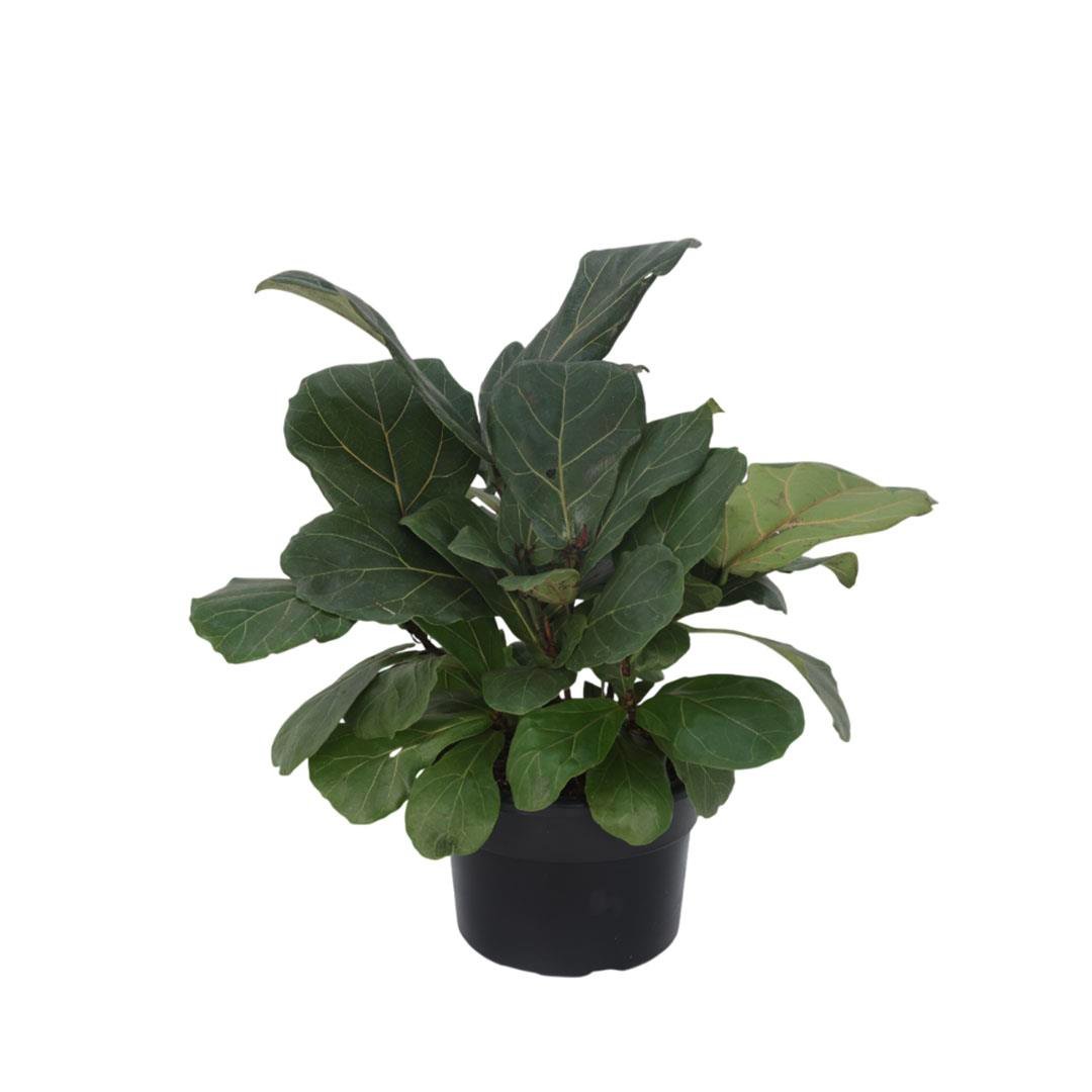 Ficus Lyrata - Keman Yapraklı Kauçuk 60-80 Cm