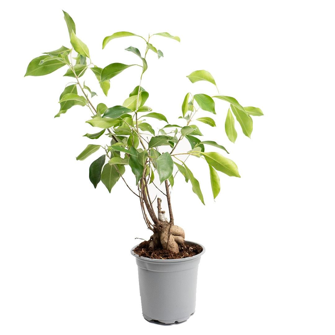 Ficus Microcarpa Bonsai Çap