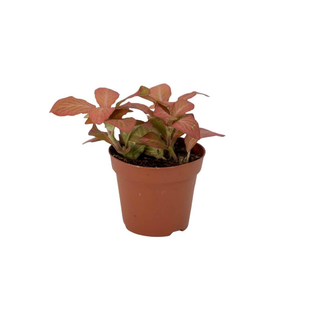 Fittonia