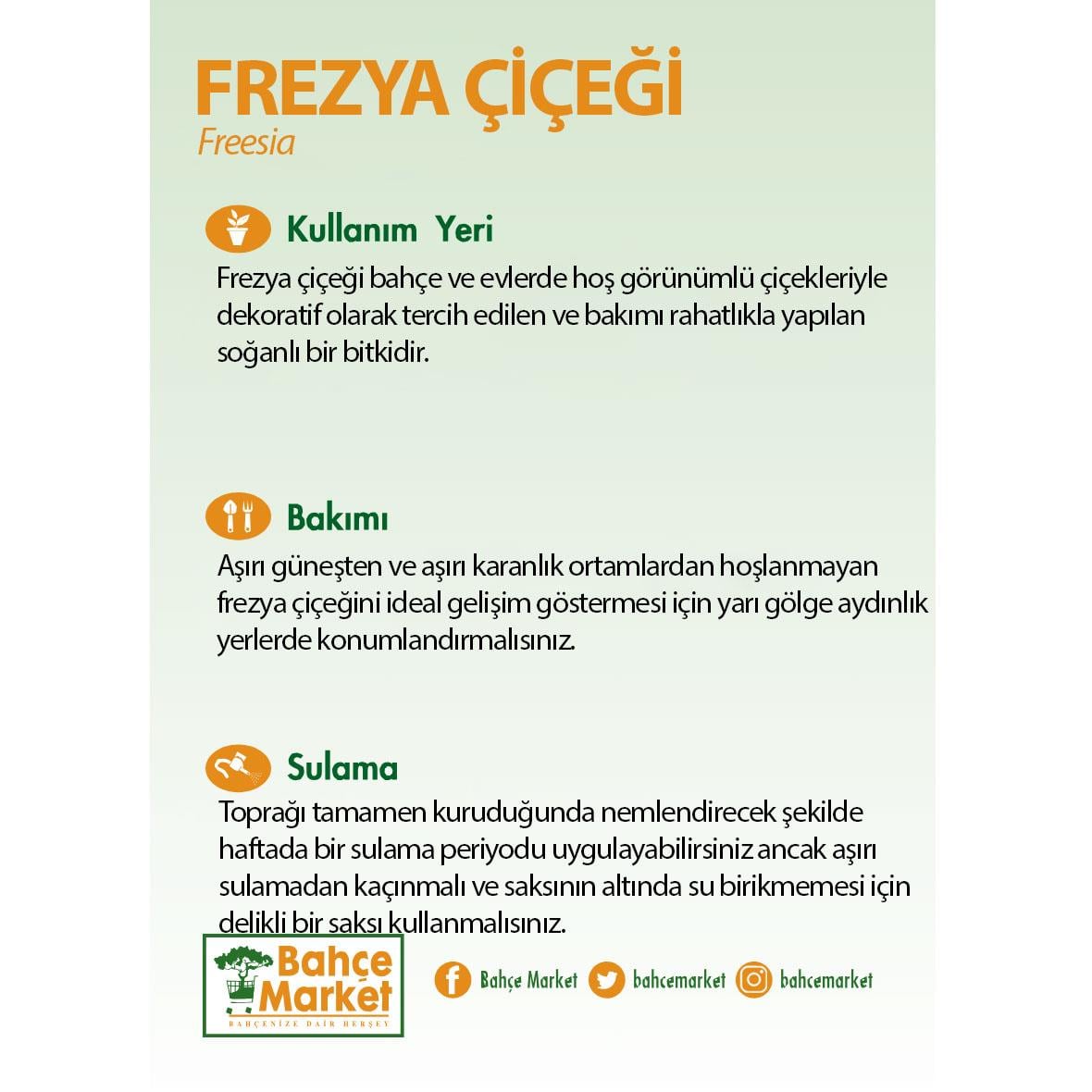 Frezya, beyaz çiçekli, şerit yapraklı, gri plastik saksıda