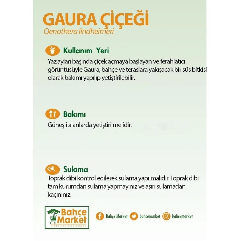 Gaura (Oenothera lindheimeri) bakım kartı: Yaz başında çiçek açar, bahçe ve teraslara uygun. Güneşli yerde yetiştirin. Toprak dibi kurumadan sulayın, aşırı sulamayın.