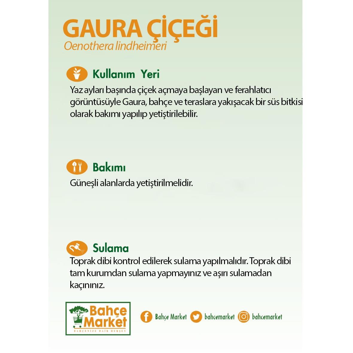 Gaura, ince kırmızımsı dallı, küçük pembe çiçekli, siyah plastik saksıda
