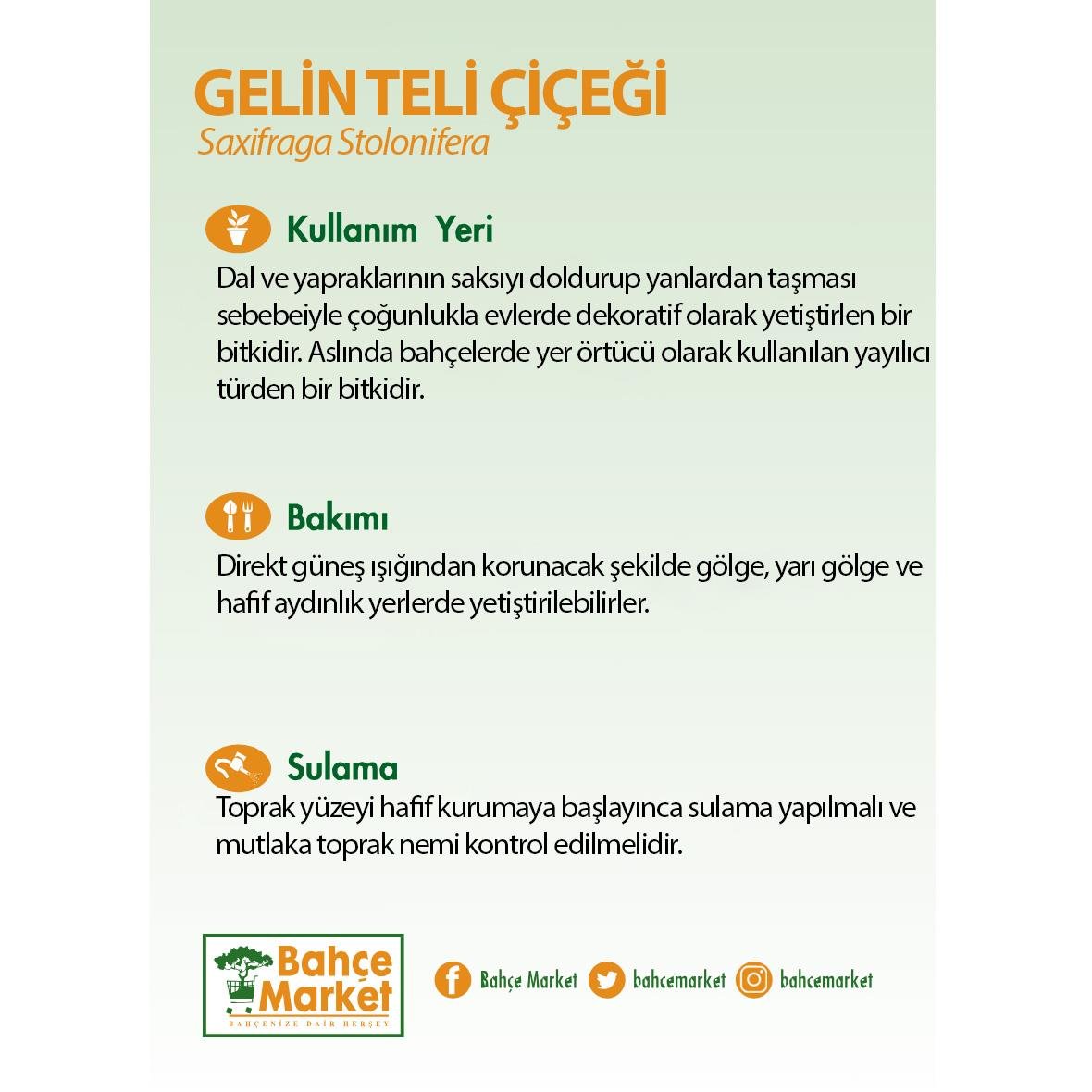 Gelin teli çiçeği (Saxifraga stolonifera) bakım kartı: Sarkan dallarıyla dekoratif ev bitkisi. Doğrudan güneşten koruyun, yarı gölgede tutun. Toprak yüzeyi kurudukça sulayın.