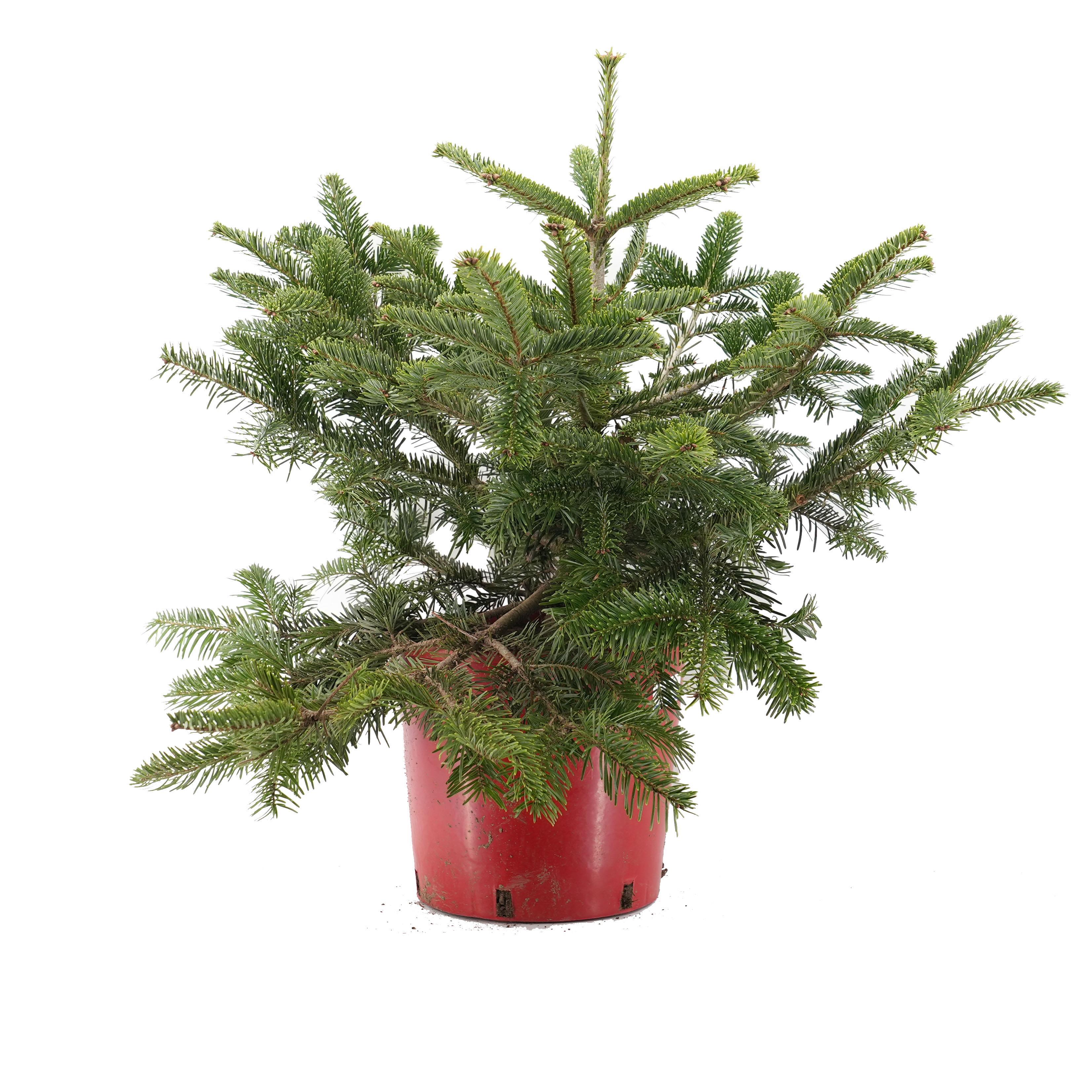 goknar-uludag-60-80-cm-5-b609.jpg