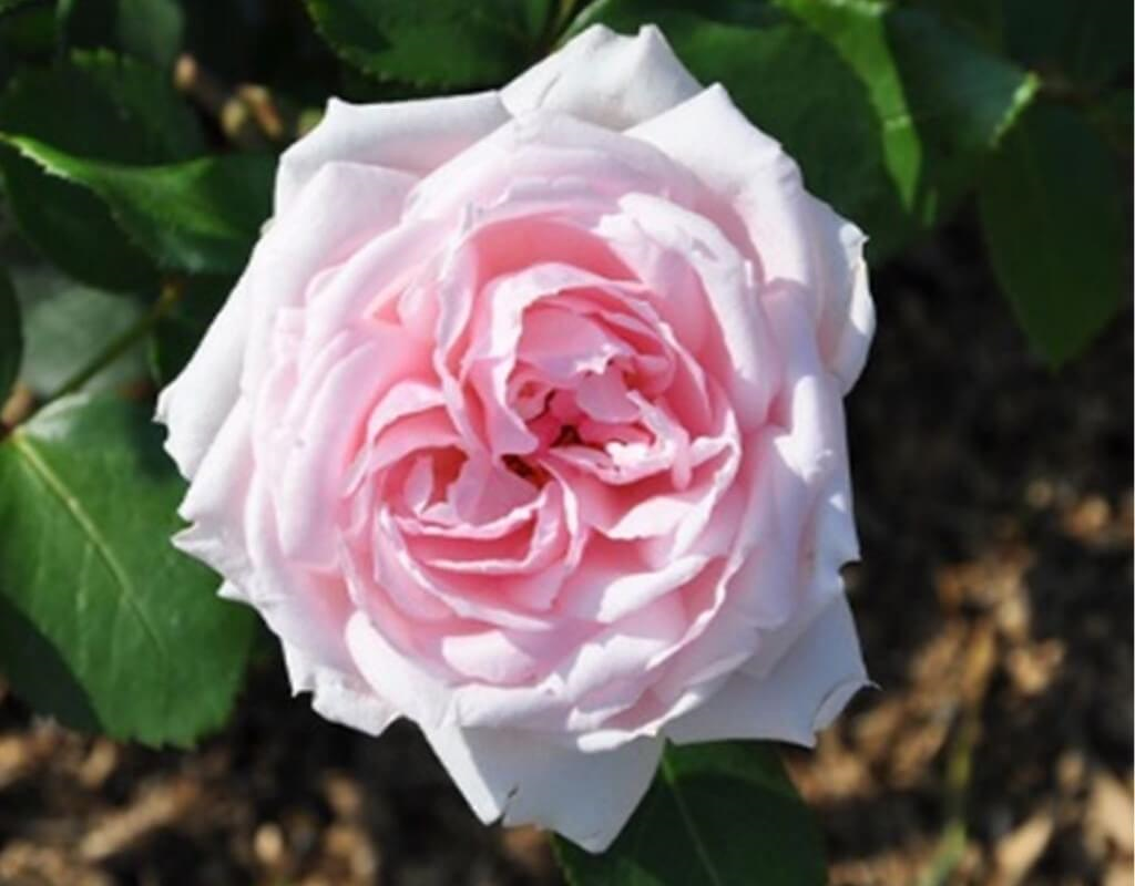 Gül Meilland Poşetli