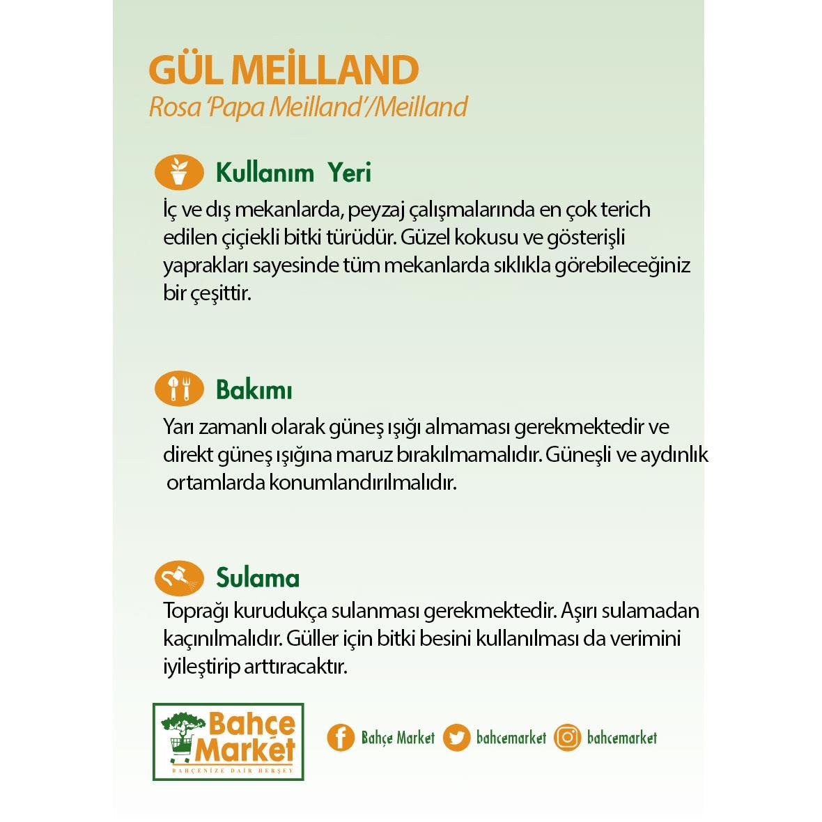 Gül Meilland Poşetli