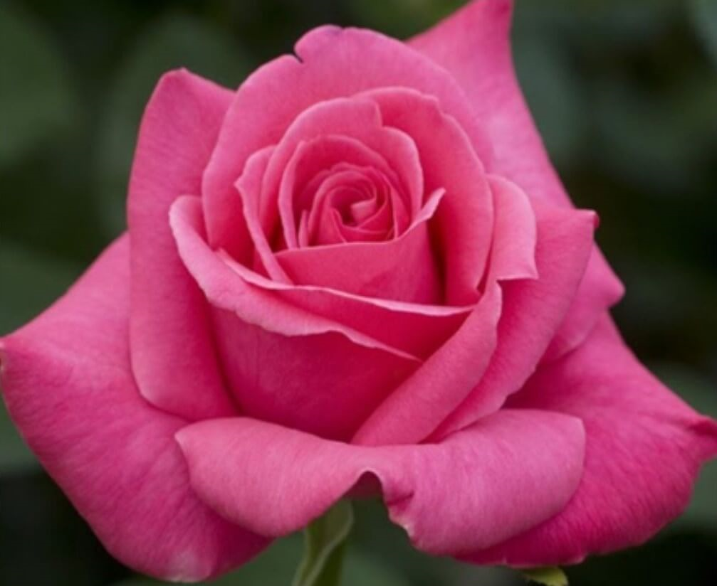 Gül Meilland Poşetli