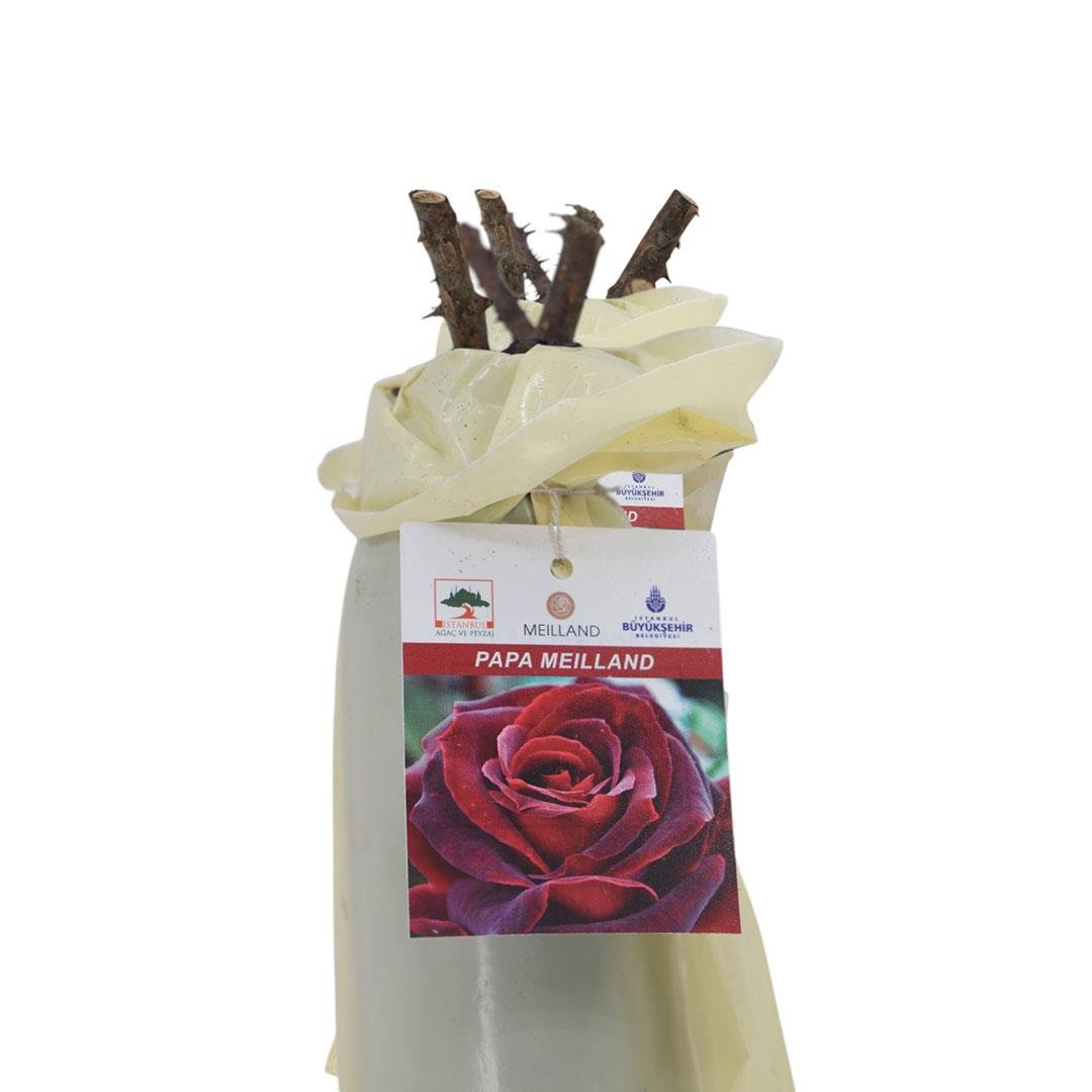 Gül Meilland Poşetli