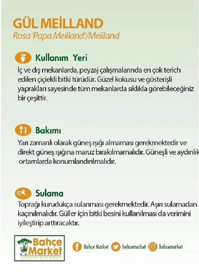 Meilland gül fidanı, kırmızımsı genç sürgünlü, etiketiyle siyah saksıda yakın görünüm