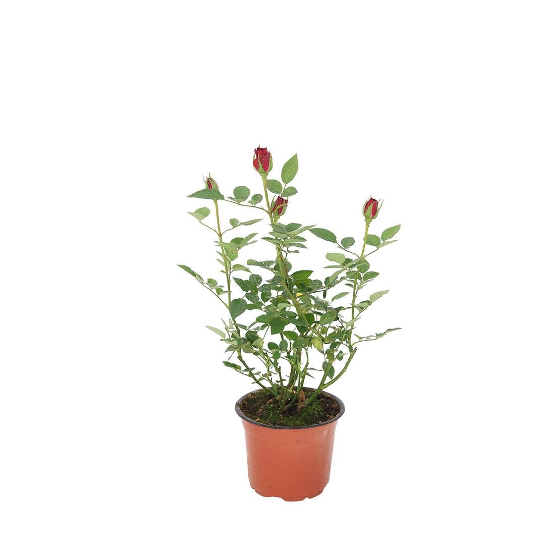 Gül Mini 25-30 Cm